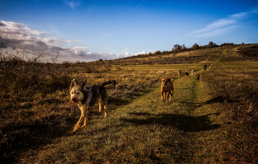 A group of dogs running in a field.