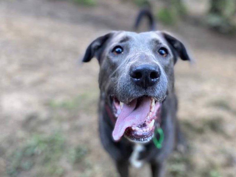 Image of a brown dog.