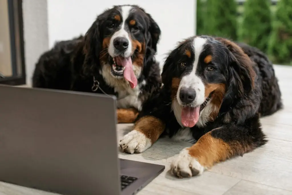 Two dogs sitting at a laptop