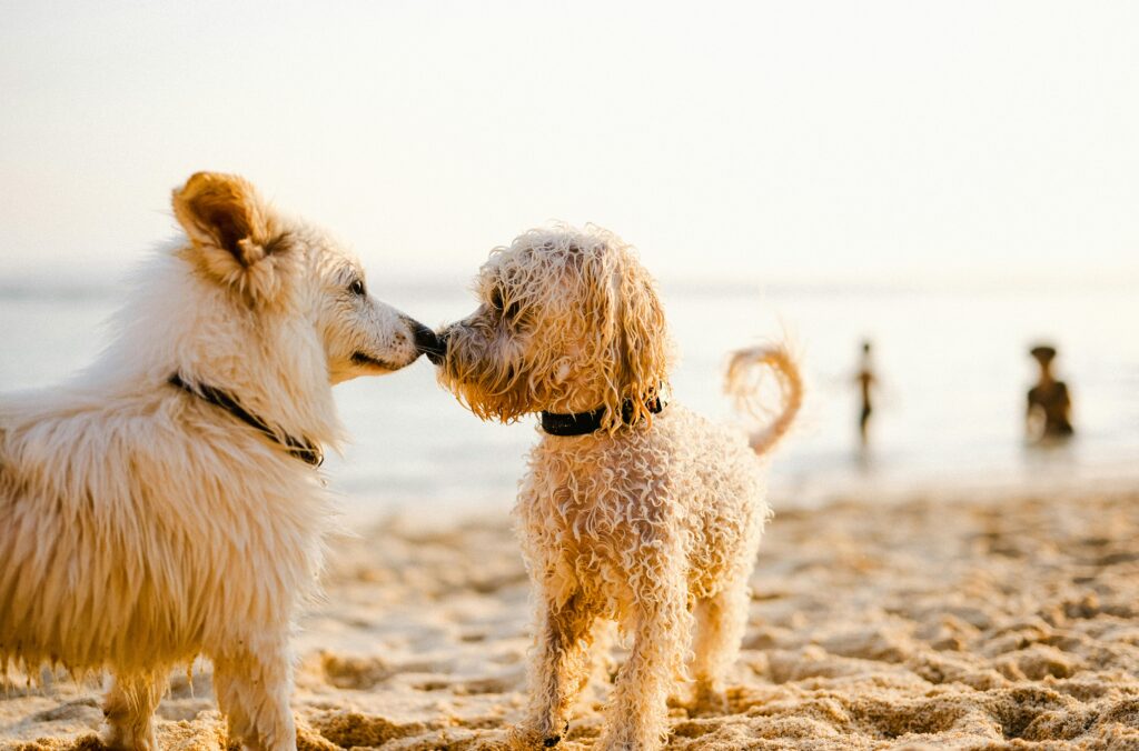 Two dogs on holiday at the beach.