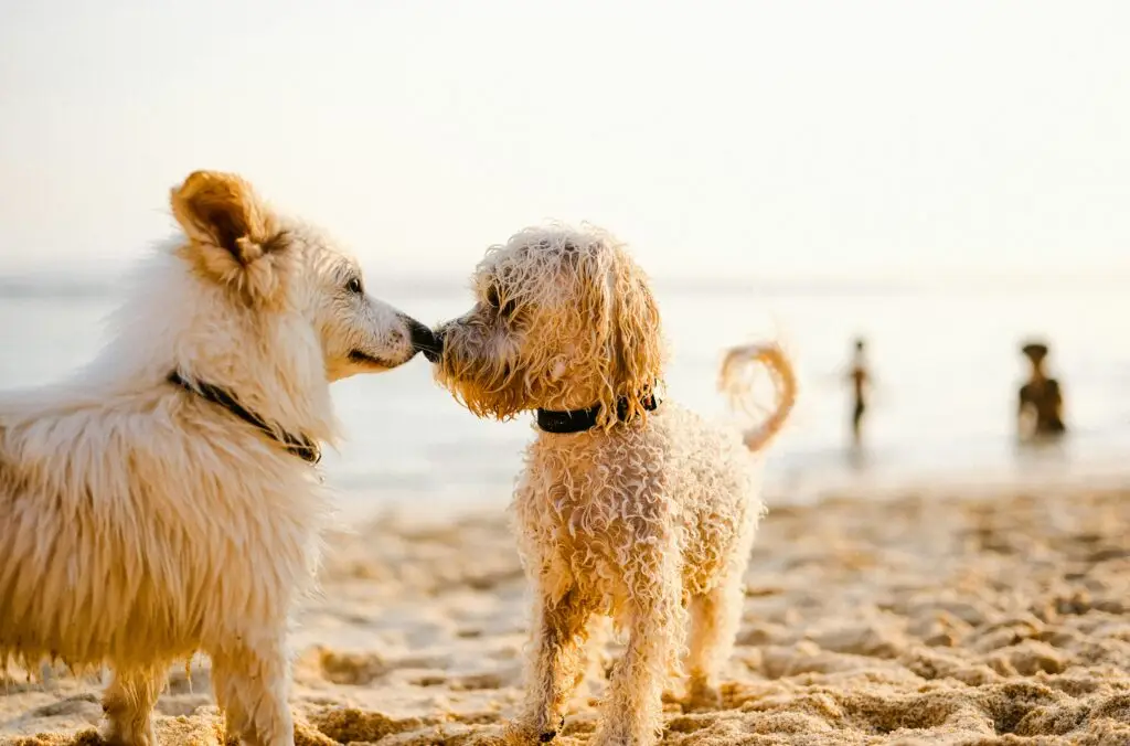 Two dogs on holiday at the beach.