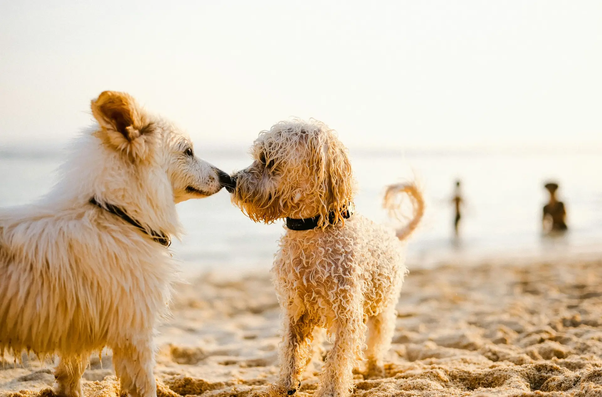 Two dogs on holiday at the beach.