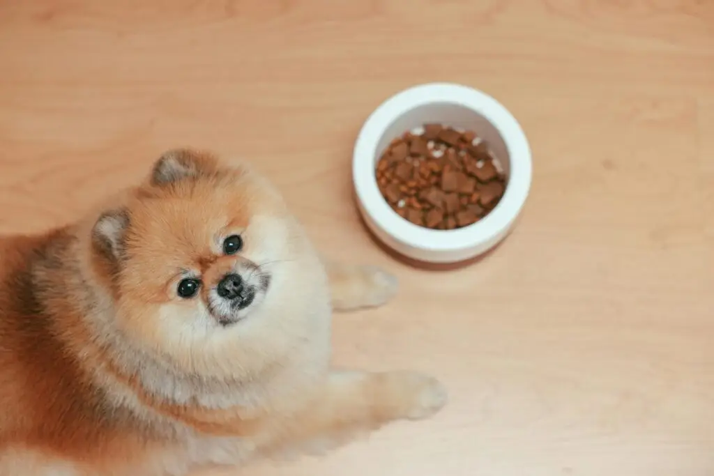 A dog looking up at the camera with a dog bowl which is a great idea when bringing your dog home for the first time.
