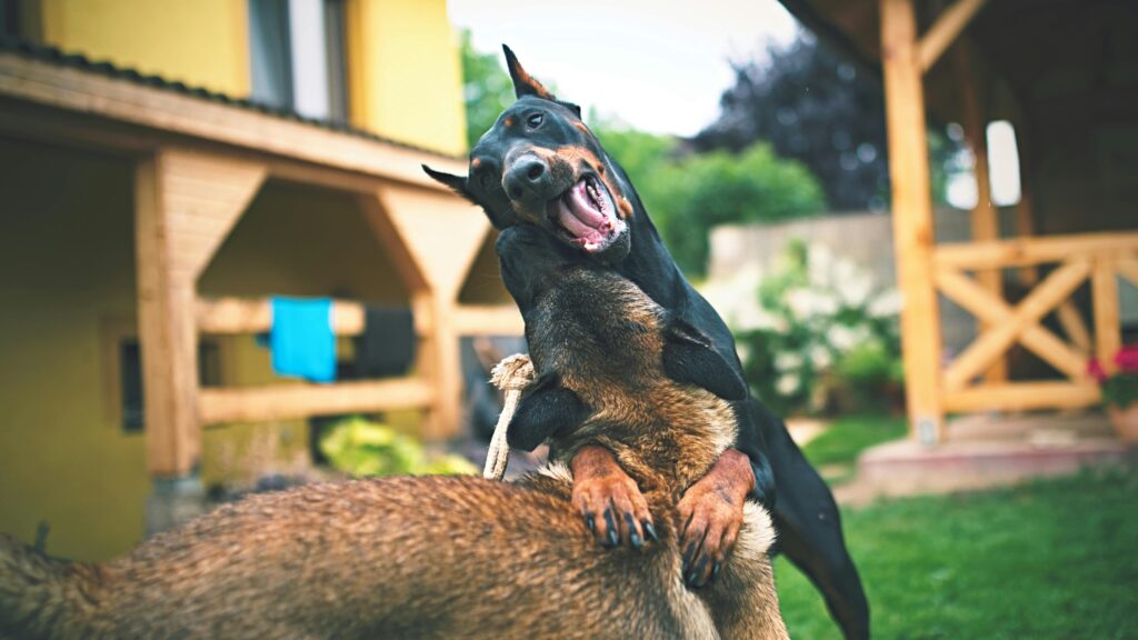 Two dog breeds playing together.