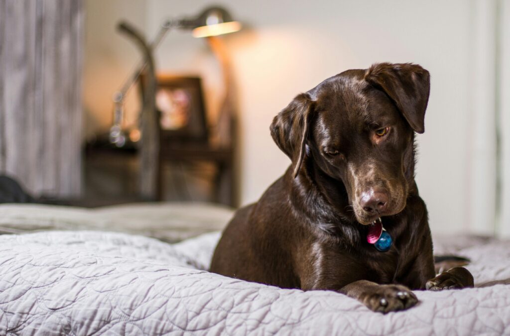 A brown dog sitting on a bed at home.