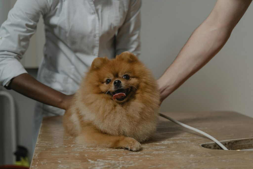 A fluffy dog being checked by the vet.
