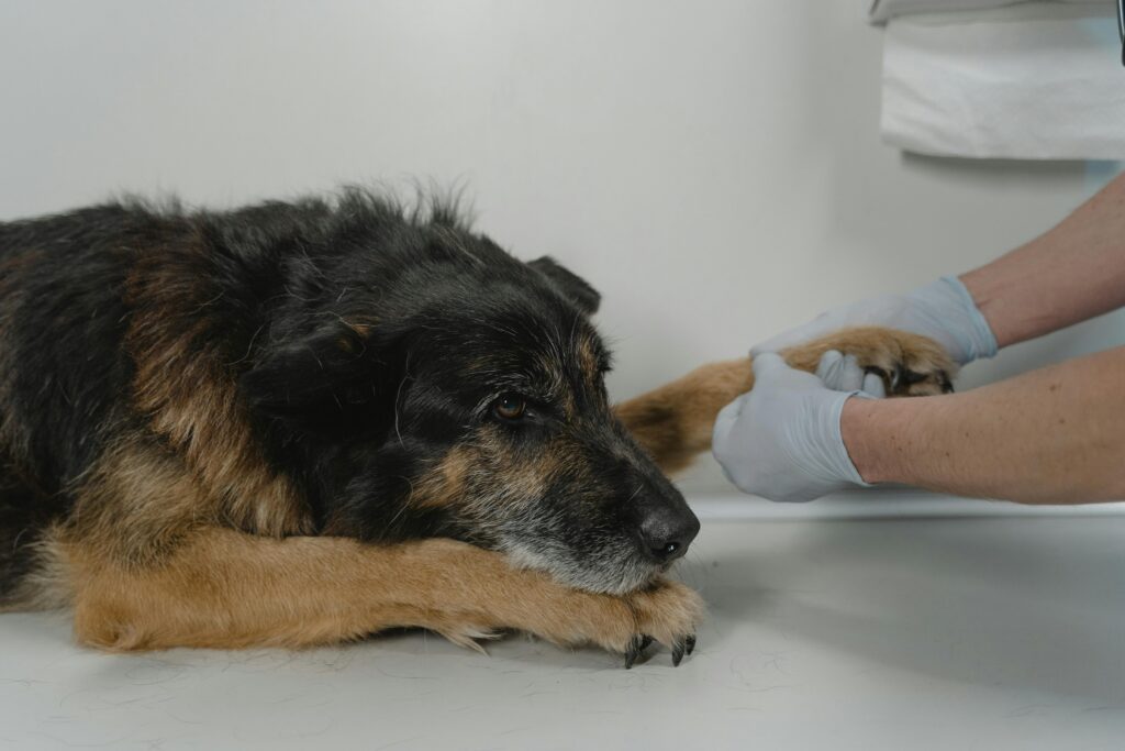 A dog having their paws checked by a vet.