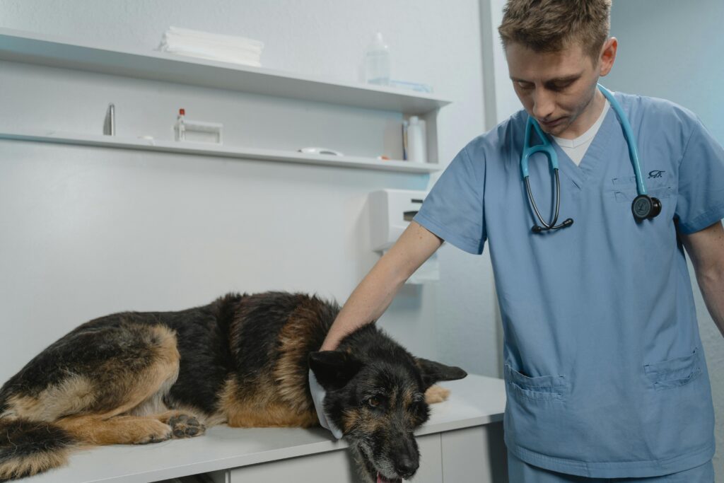 A dog visiting the vet.