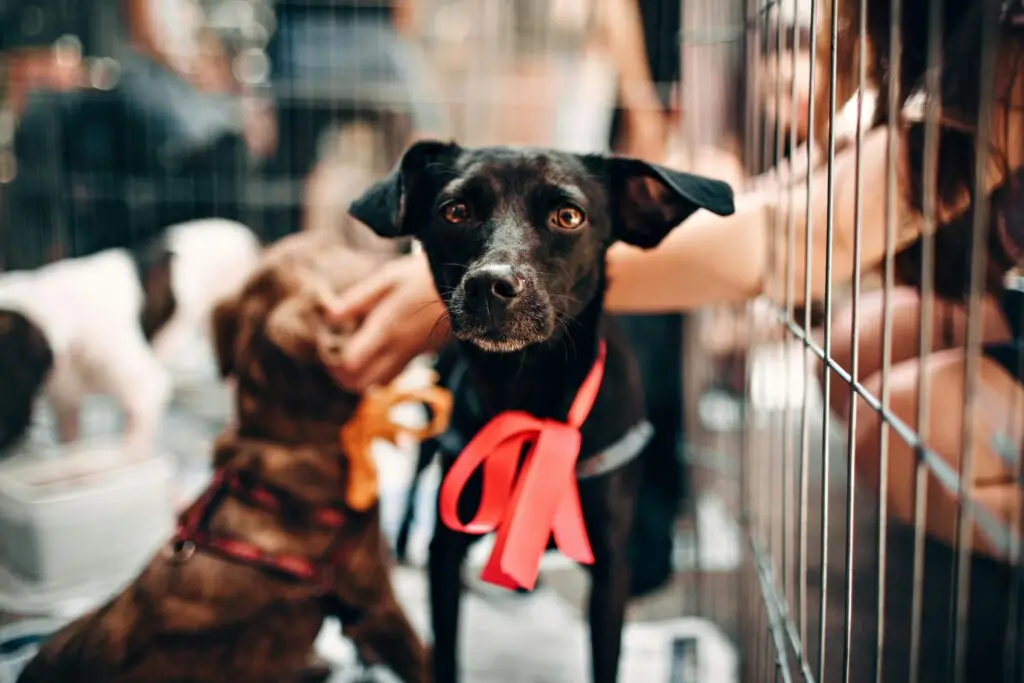 A puppy in a cage with a red bow at a dog breeders.