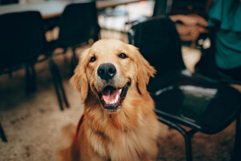 A dog at the vet reception.