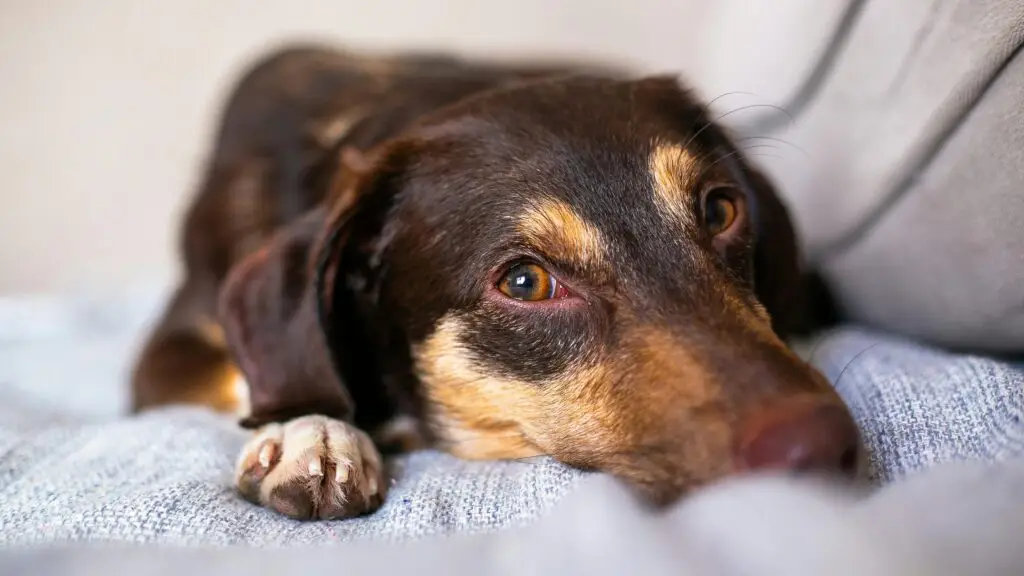 A medium sized brown dog sitting on a sofa to show how different dog breeds adapt to different lifestyles.