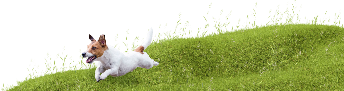 K9 Heaven West Auckland Doggy Daycare Boarding