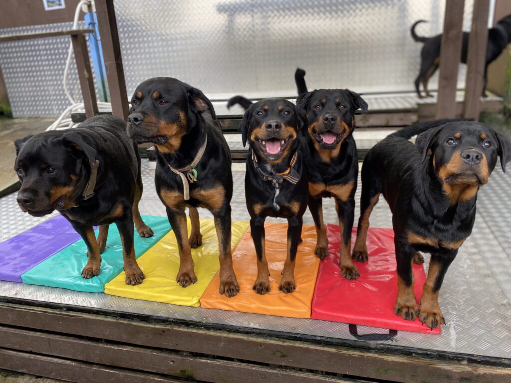 Five black and brown dogs standing together inside a yard at K9 Heaven, a doggy daycare in Auckland.