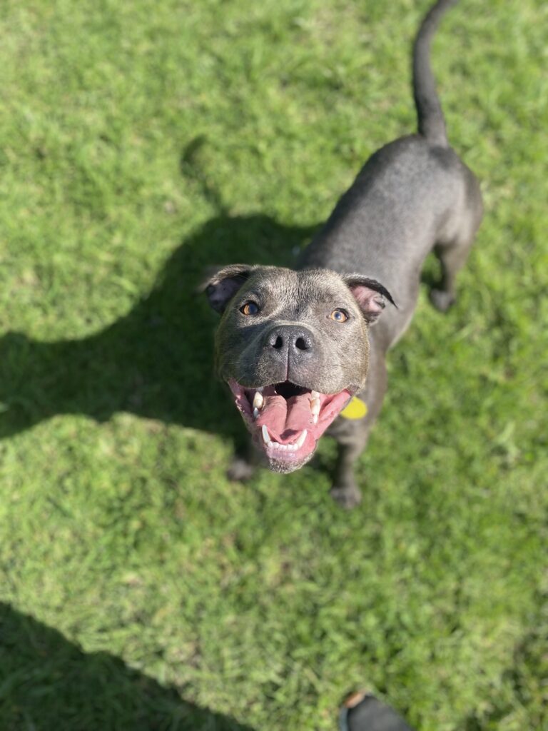A black dog looking up at the camera on green grass at K9 Heaven, a doggy daycare in Auckland.