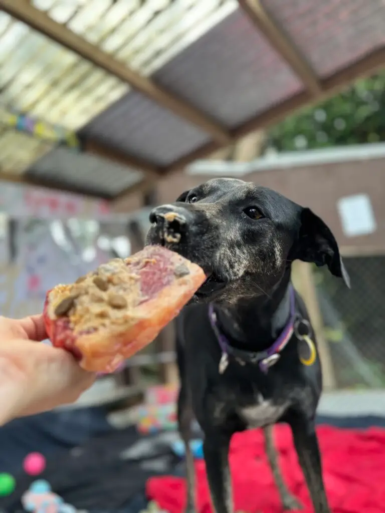 A black dog taking part in a sniffing enrichment activity.