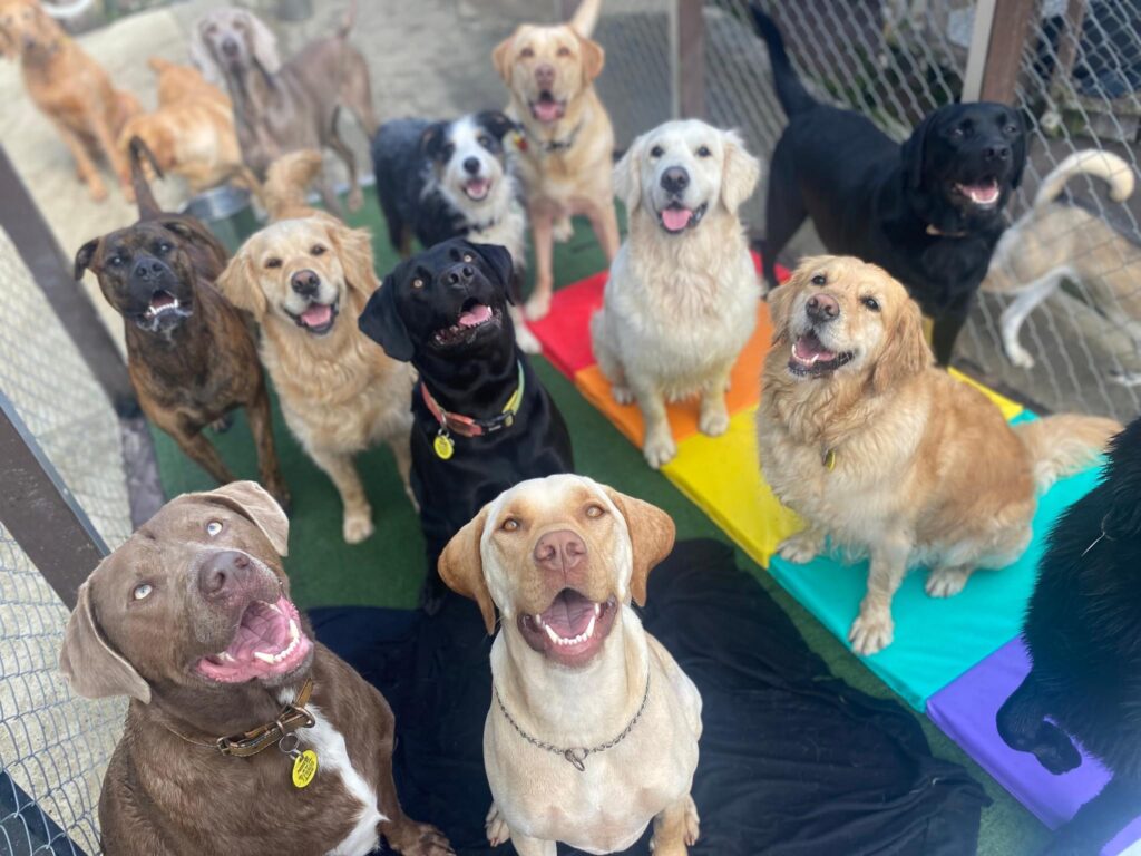 A group of dogs looking at the camera at K9 Heaven, a doggy daycare in Auckland.