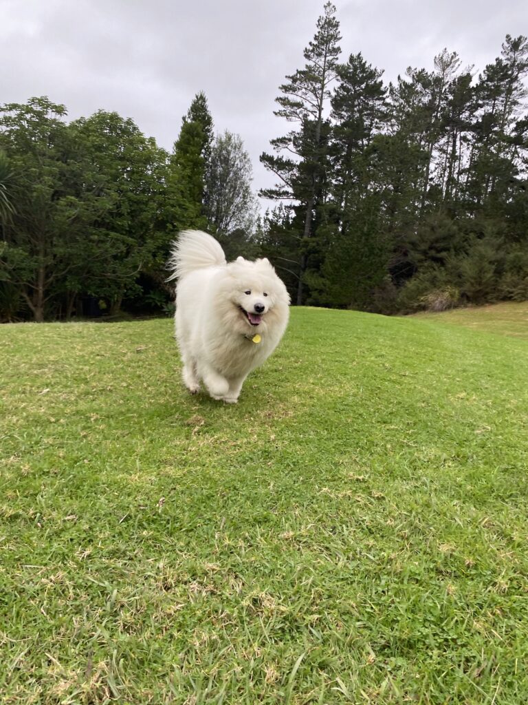 A white fluffy dog running around a green field at a doggy daycare in Auckland.