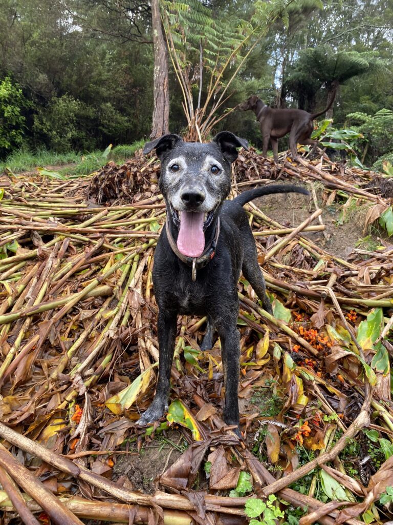 A dog standing in a forest at a doggy daycare in Auckland.