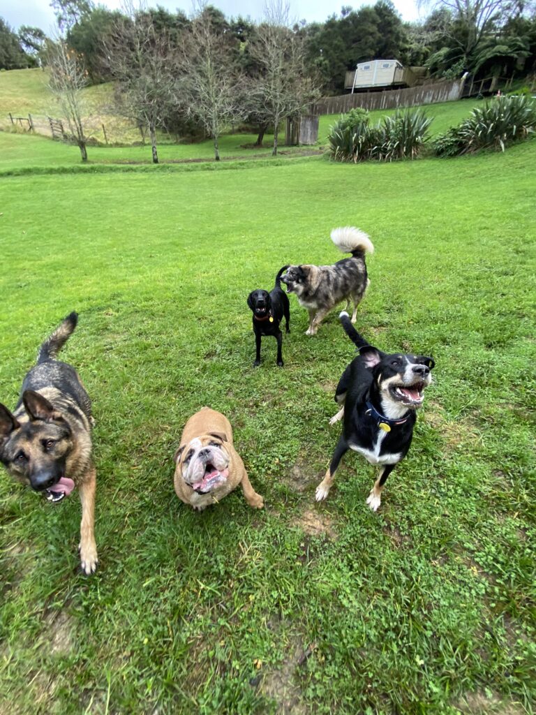 A group of dogs playing in a farm at K9 Heaven, a doggy daycare in Auckland.