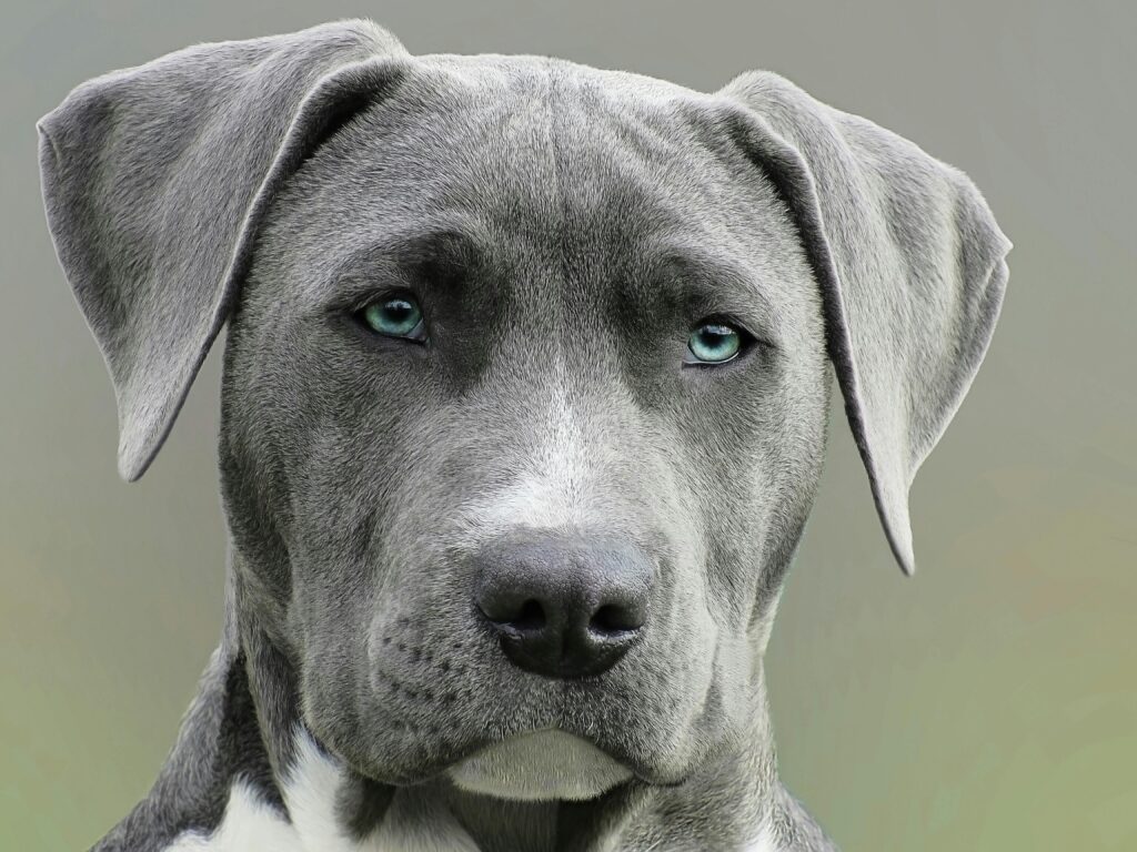 Big grey dog.