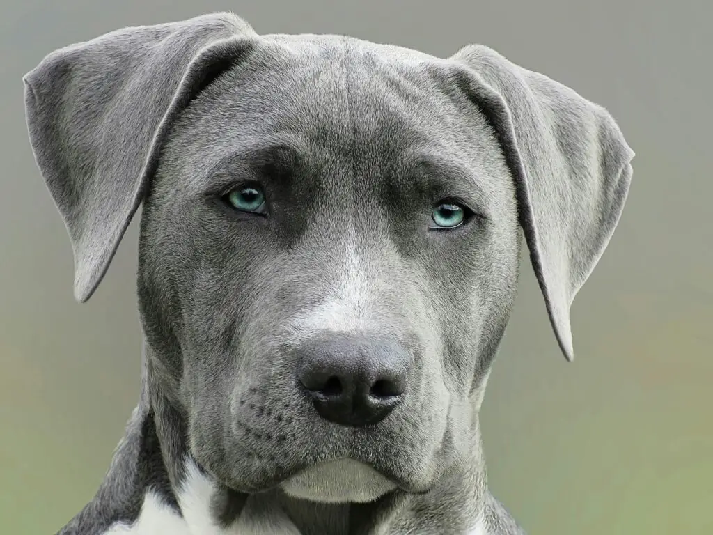 Big grey dog.