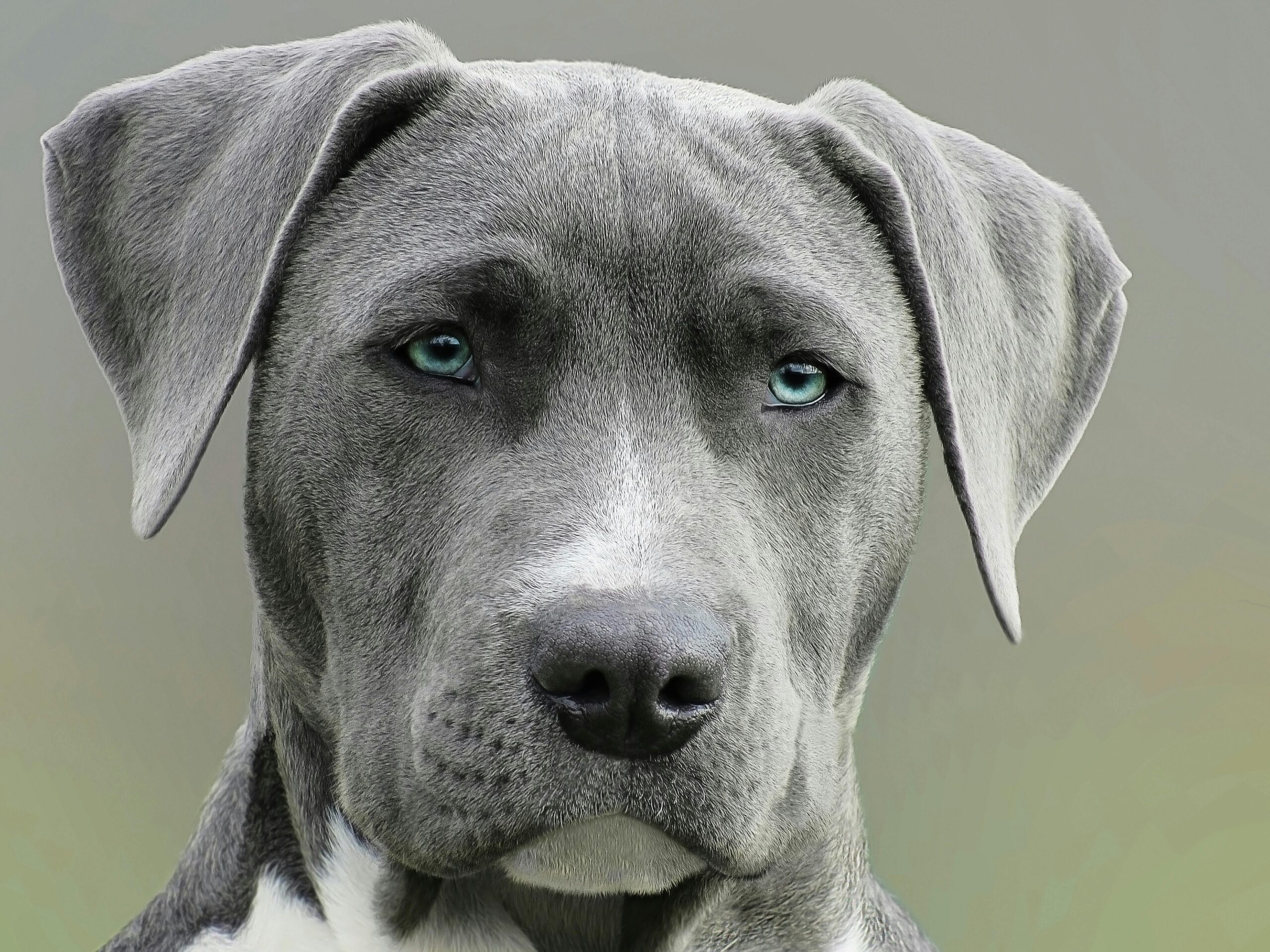 Big grey dog.