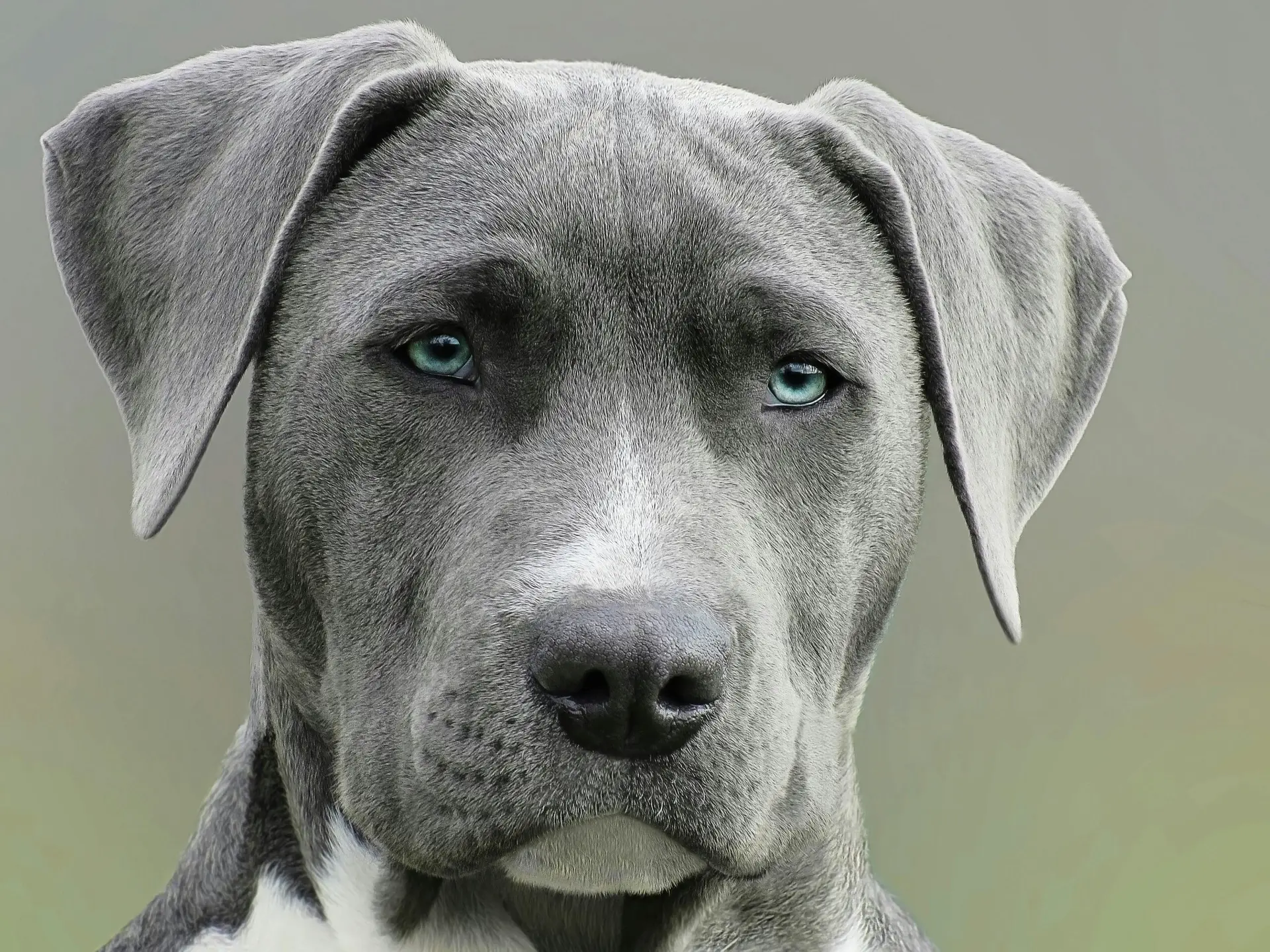 Big grey dog.