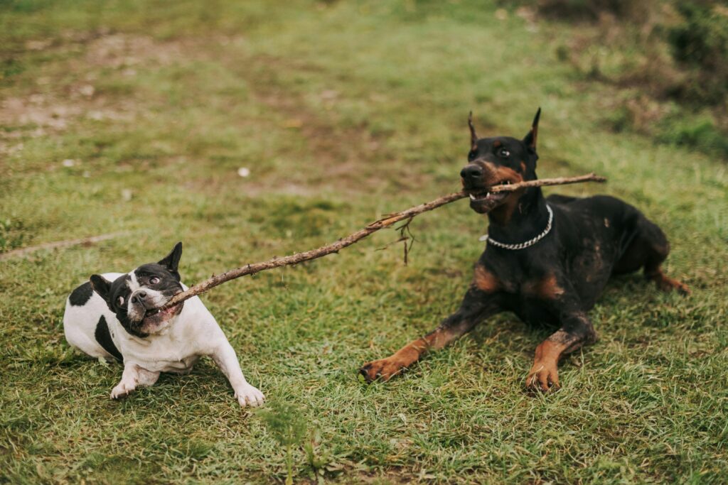 Two dogs playing with a large stick.