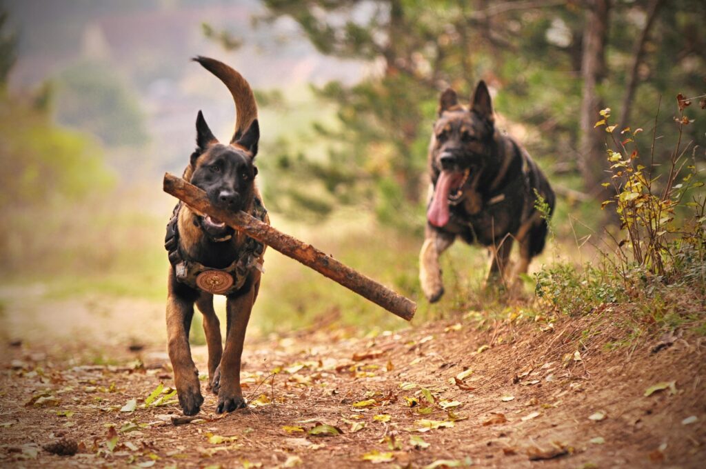 Two dogs running with a stick in its mouth.