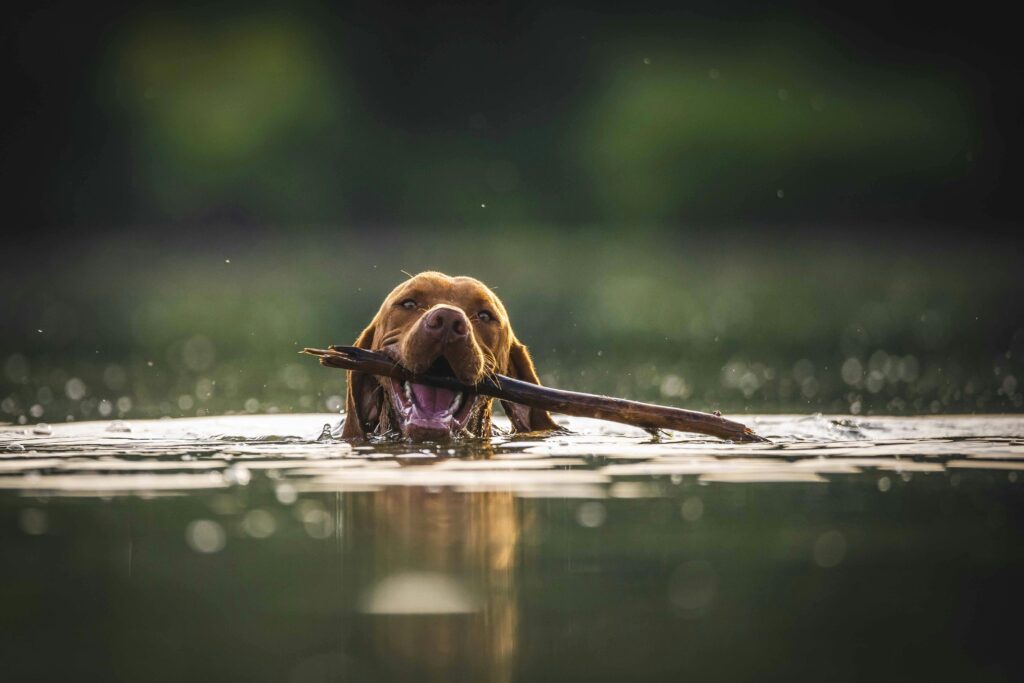 A brown dog swimming in the water with a stick in its mouth.