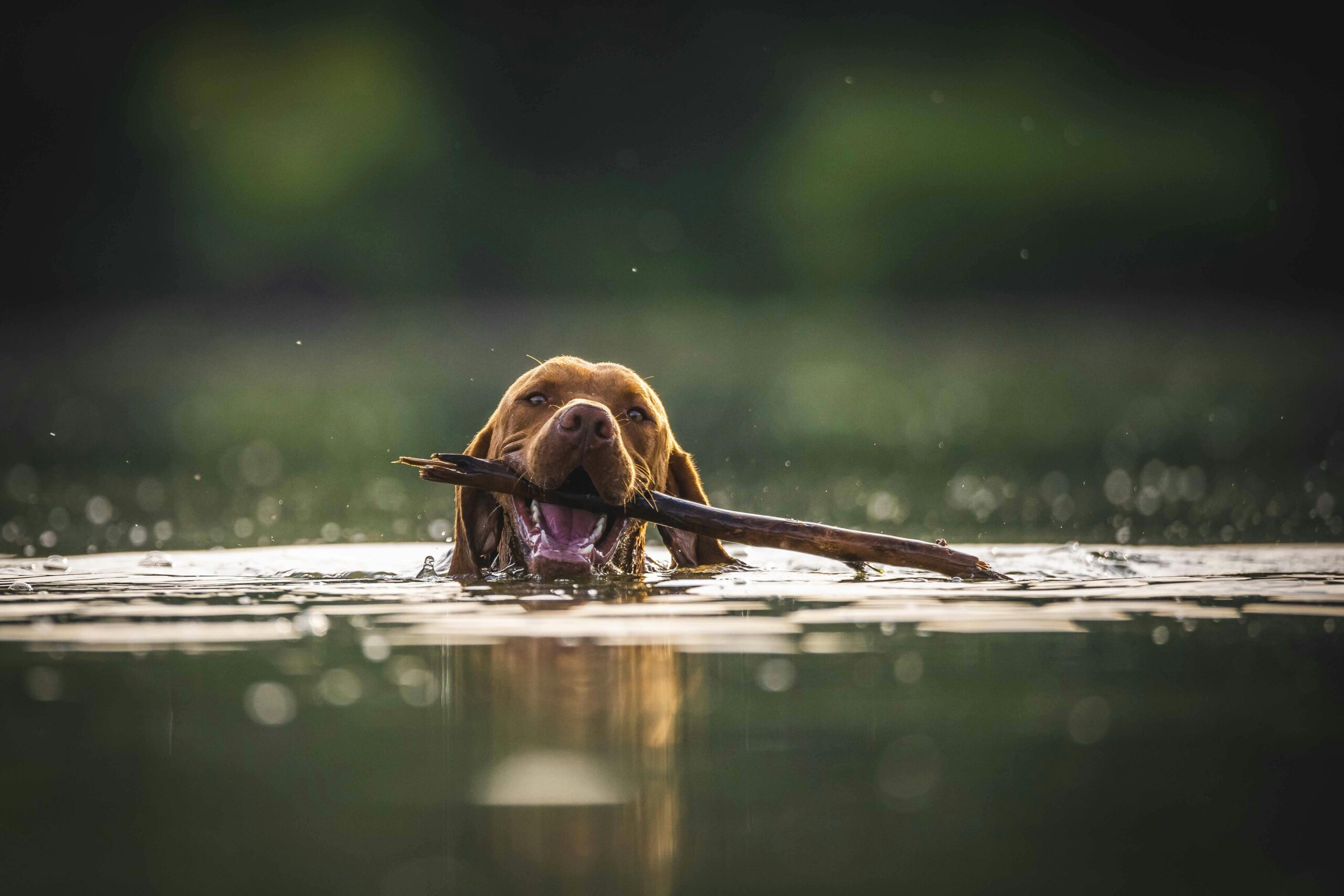 A brown dog swimming in the water with a stick in its mouth.
