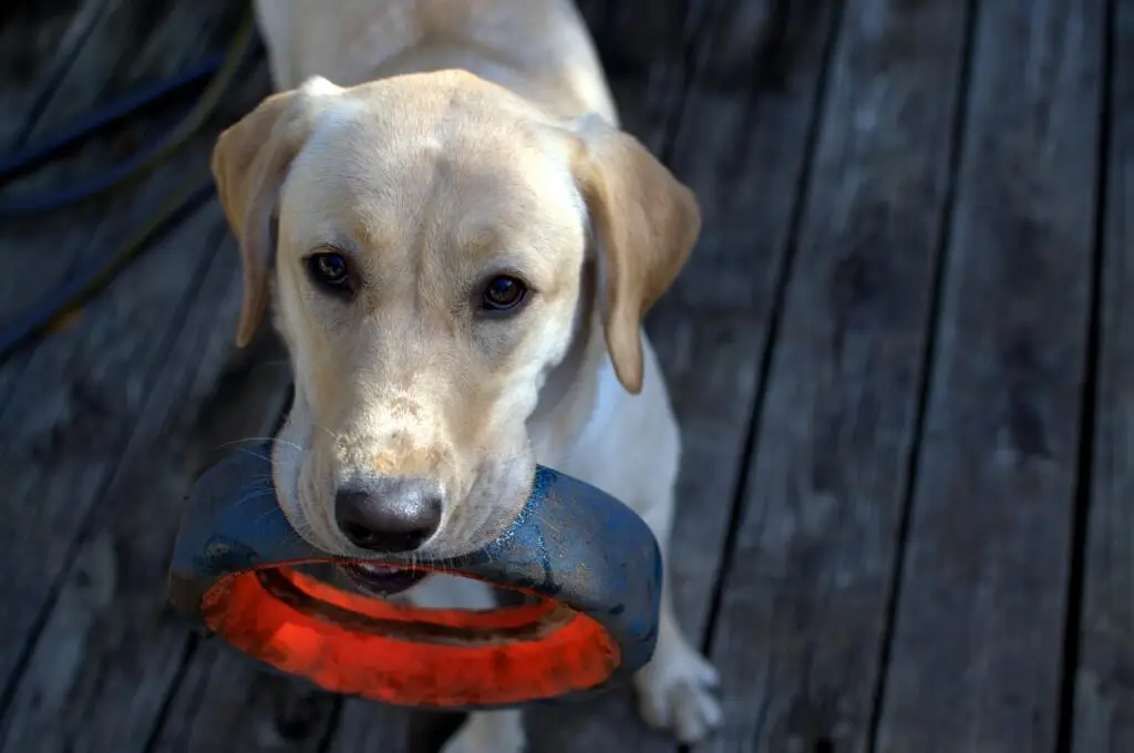 A dog taking part in enrichment activities with a tyre in its mouth.