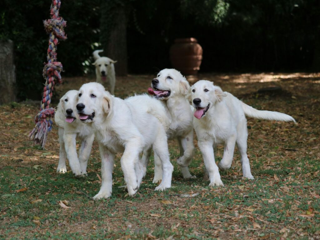 A group of white dogs playing with a rope, one of many dog enrichment activities. 