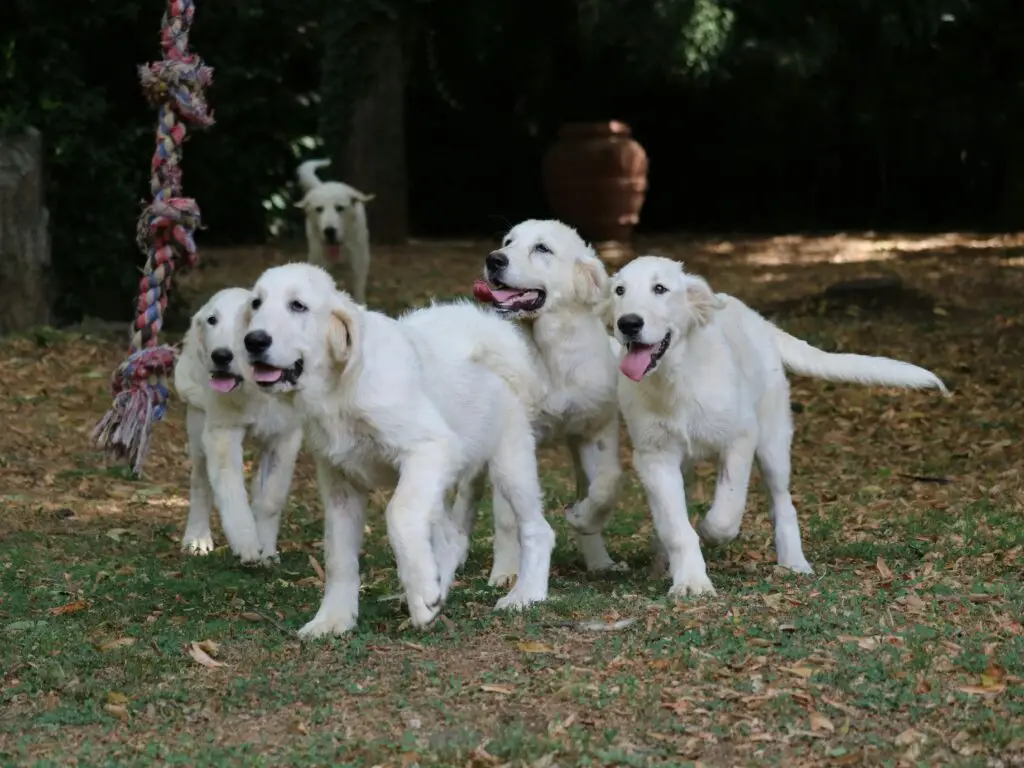 A group of white dogs playing with a rope, one of many dog enrichment activities.