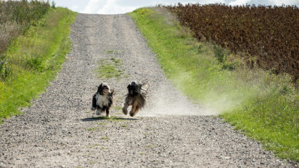 Two dogs running along a gravel path at doggy daycare.