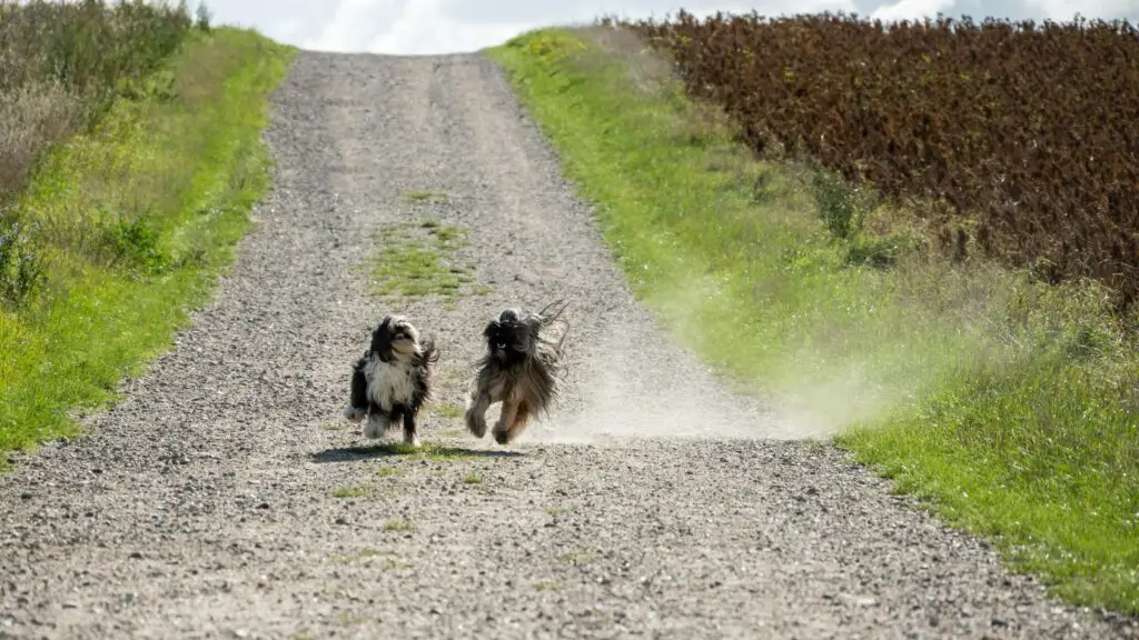 Two dogs running along a gravel path at doggy daycare.
