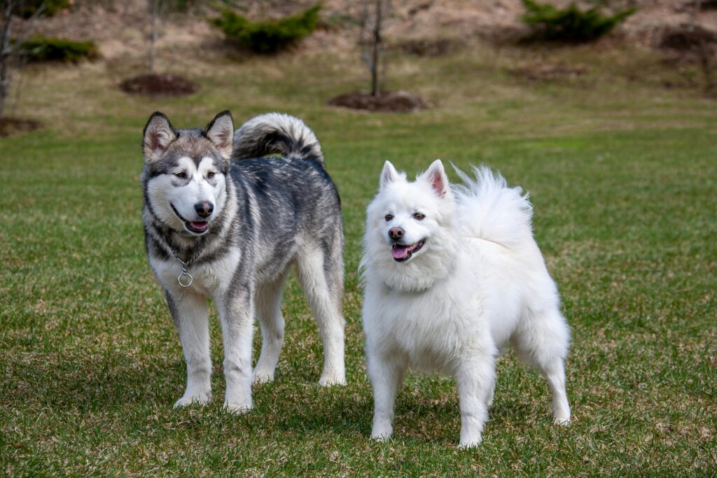 Two dogs standing together on green grass at doggy daycare.