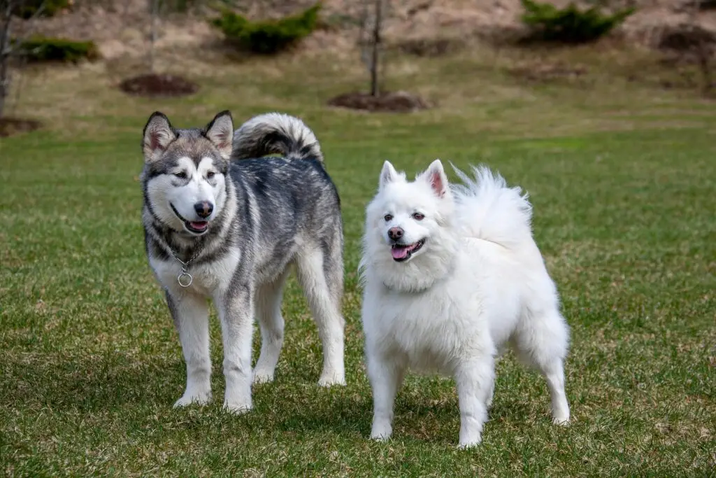 Two dogs standing together on green grass at doggy daycare.