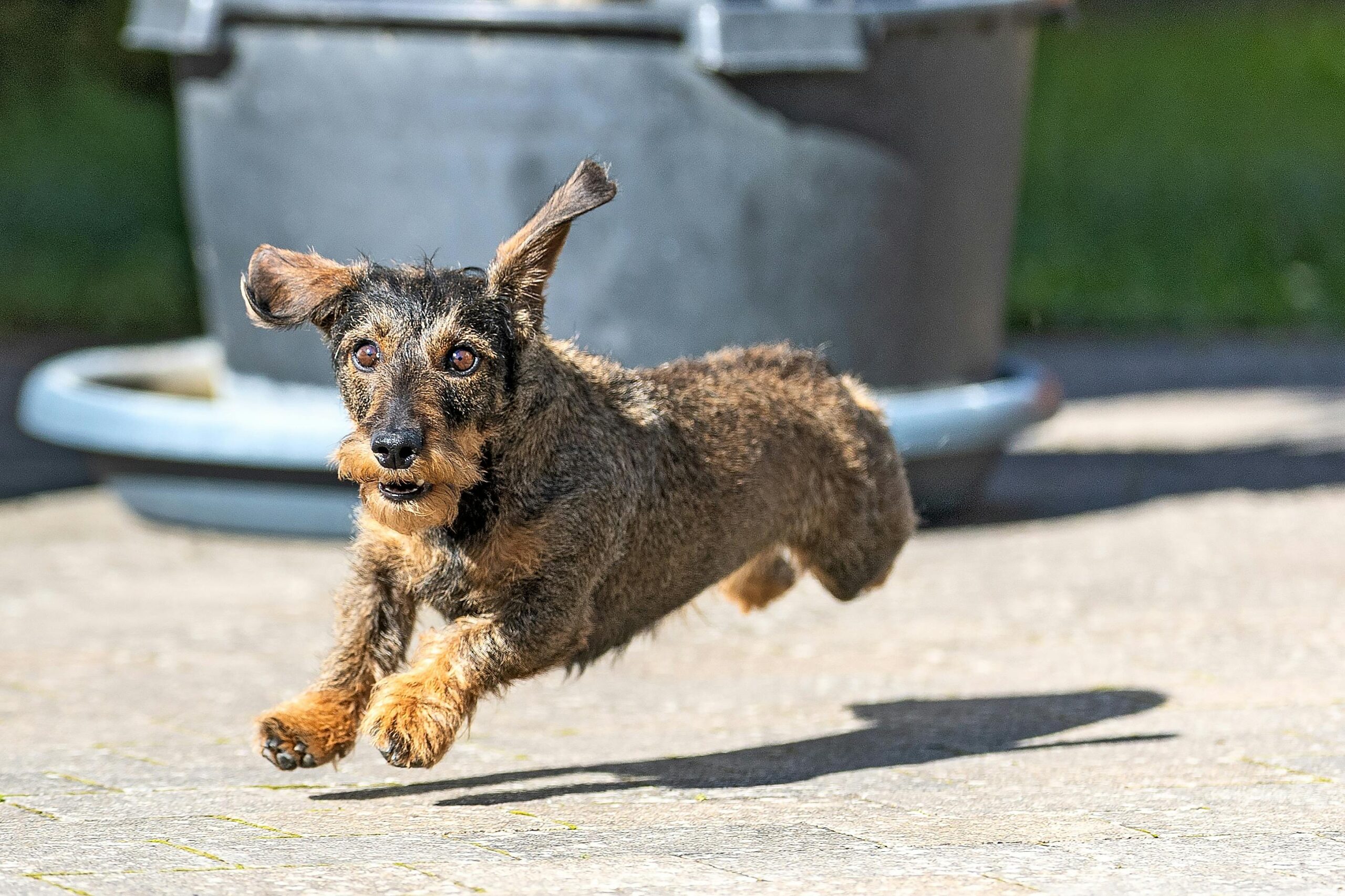 A small dog running along, with skin and fur issues.