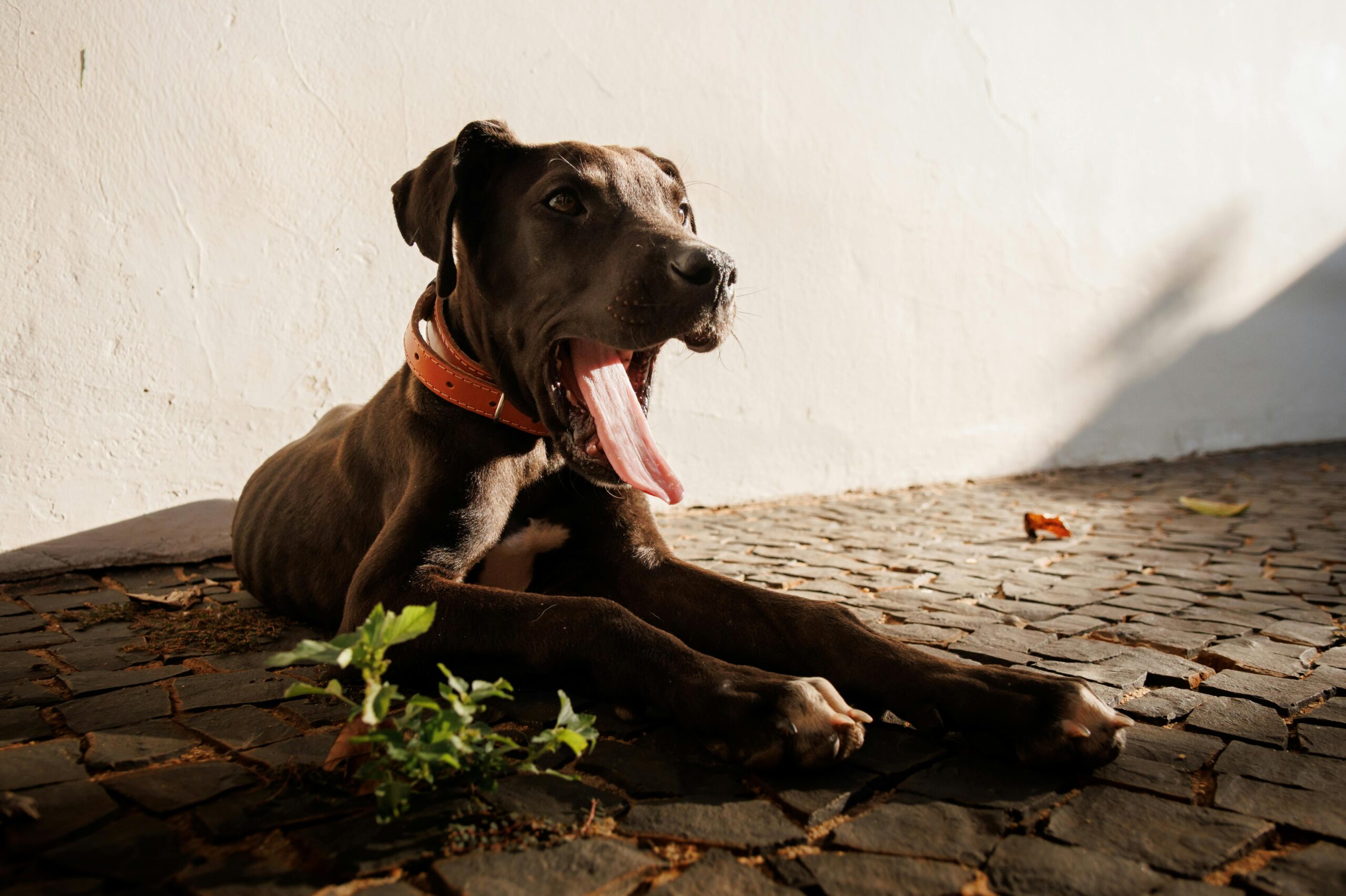 A brown dog with a red collar sitting on a concrete floor at doggy daycare.
