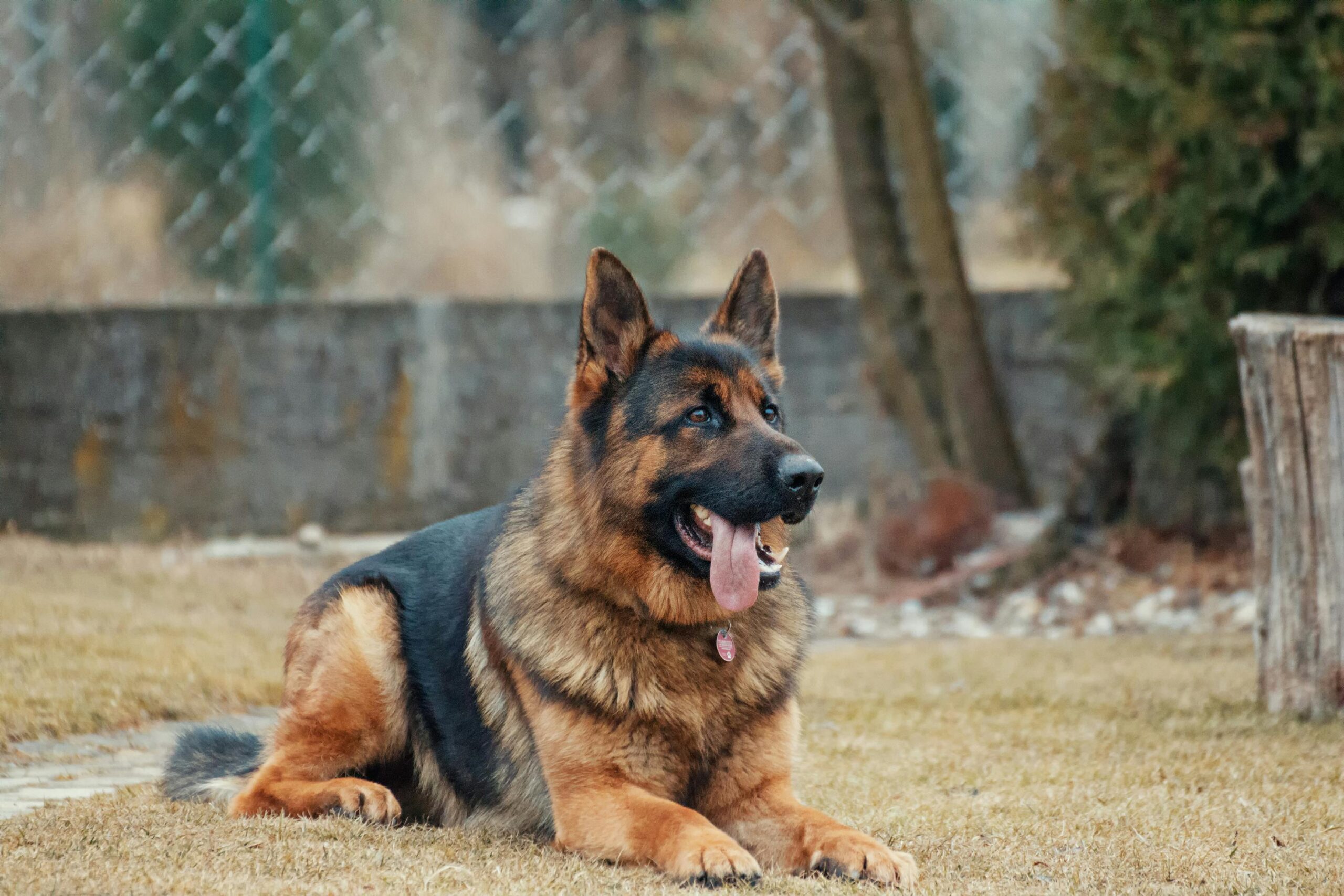 A large, brown dog sitting on the grass at a dog boarding facility.