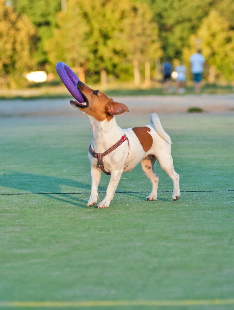 A Jack Russel taking part in dog enrichment activities with a toy in its mouth.