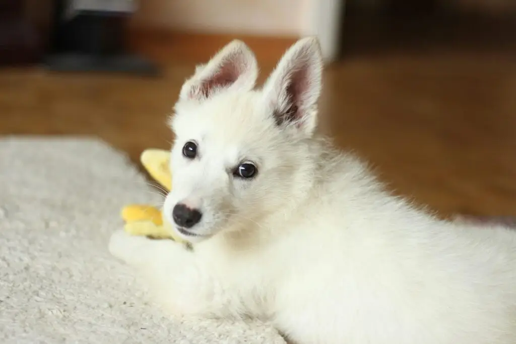 A white dog.