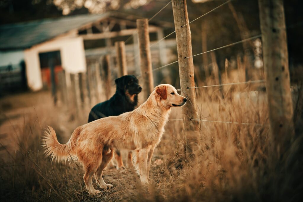 Two dogs at a doggy daycare with a farm
