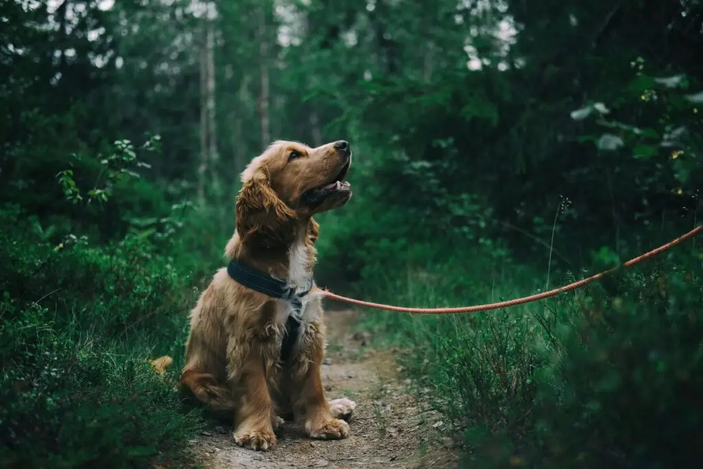 A dog on a lead in the forest.