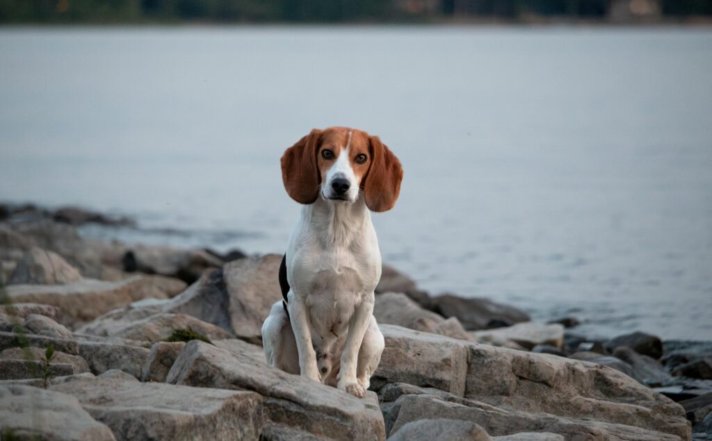 A puppy outside by a lake rather than in a dog kennel.