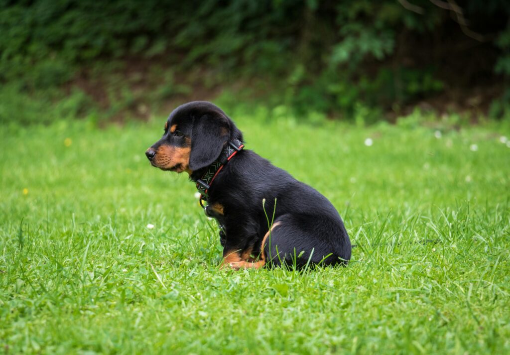 A small black and brown puppy in a field.