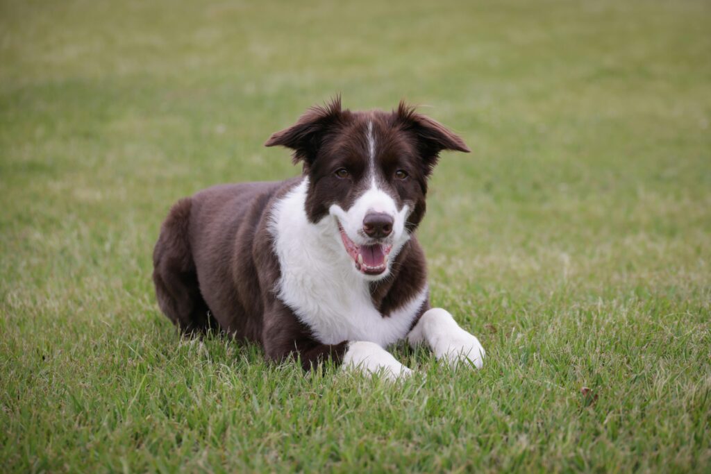 A brown and white dog sitting in a field.