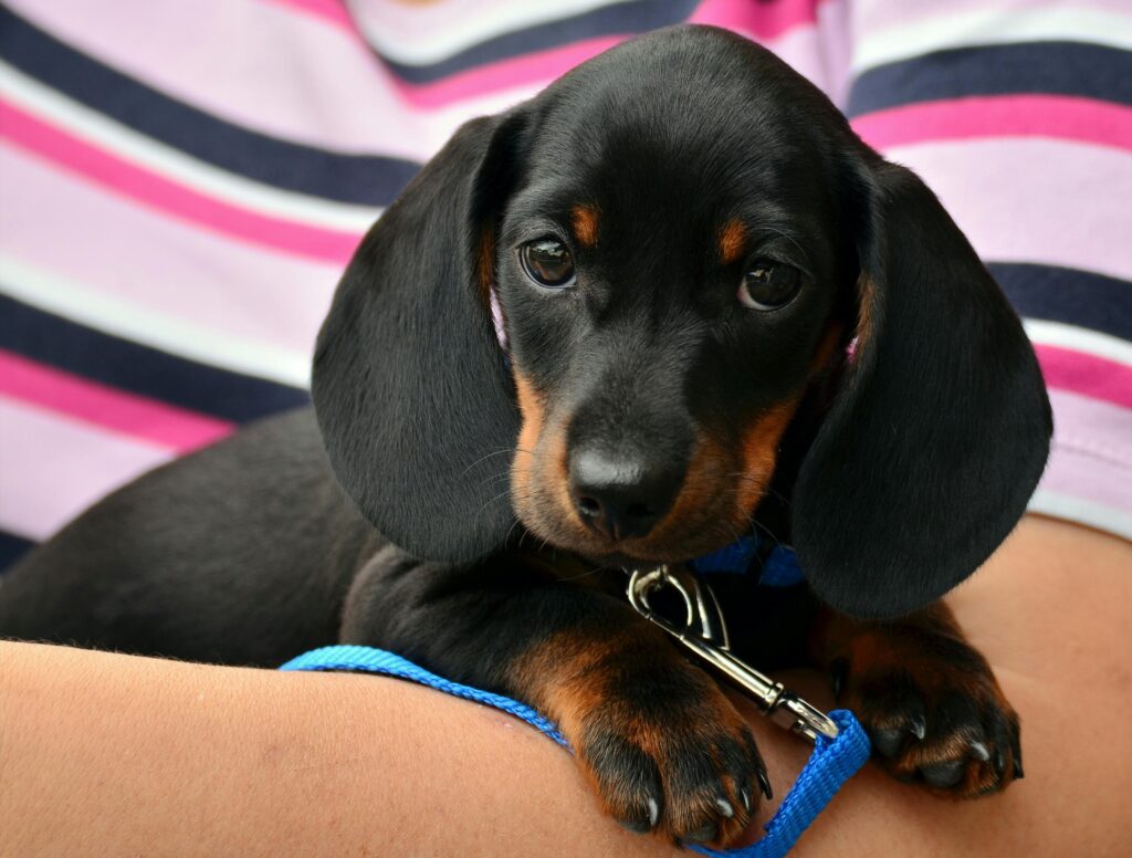 A small black puppy being held.