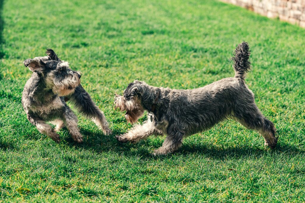 Two small dogs playing together in a socialisation activity.